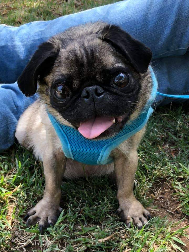 pugs up for adoption